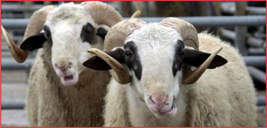 700 LİRA KURBANLIK PARASI