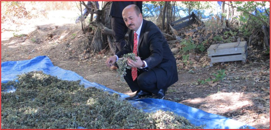 4,5 DEKAR MELİSA’DAN 12 BİN LİRA