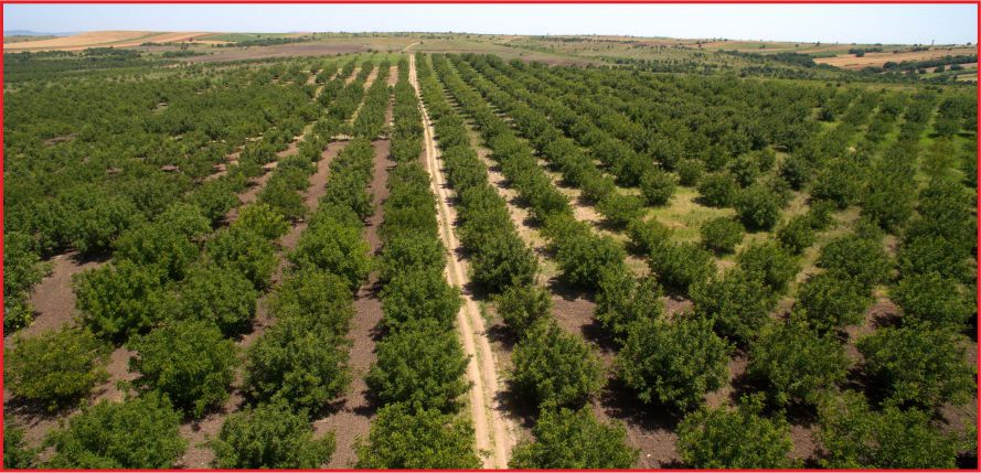 TÜRKİYE YEŞİLE BEZENİYOR