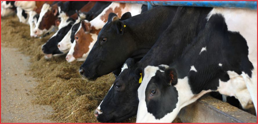 HAYVANCILIĞA HİBE DESTEĞİ !