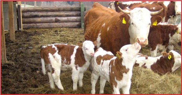 250 BİN DAMIZLIK DÜVE PROJESİ