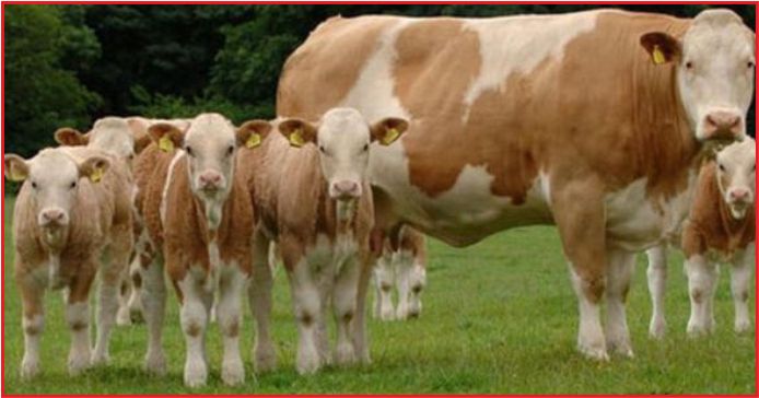 250 BİN DÜVE PROJESİ'NDE GERİ SAYIM BAŞLADI