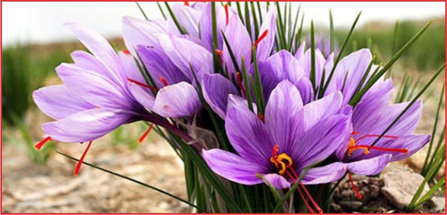 TIBBİ VE AROMATİK BİTKİLERE DESTEK