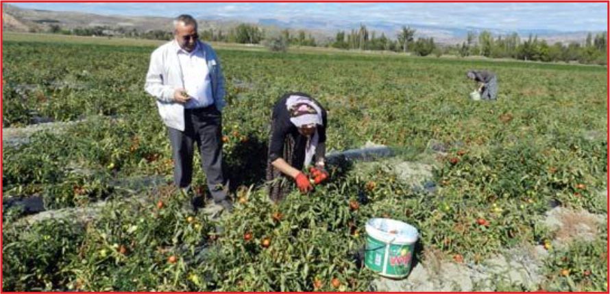 TARIM DESTEĞİ İCMALLERİ ASKIDA