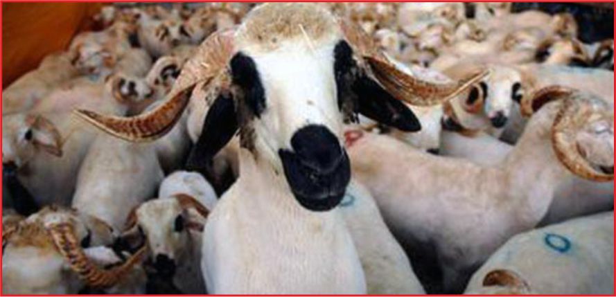 ‘KURBAN DERİSİ’ AÇILIMI