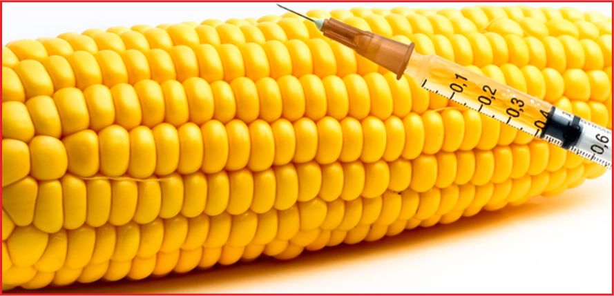 GDO'LU ÜRÜNLERE İZİN ÇIKTI