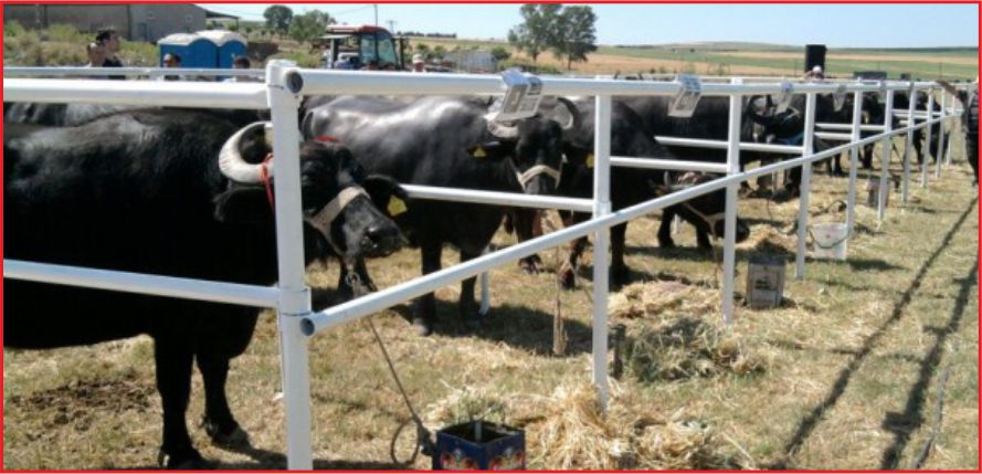 HAYVANCILIĞA YÜZDE 100’E VARAN HİBE DESTEĞİ