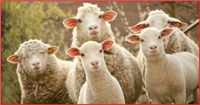 300 KOYUN NASIL, KİMLERE VERİLECEK ?