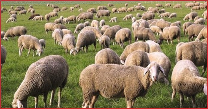 300 KOYUN TESLİMİ NİSANDA BAŞLIYOR!