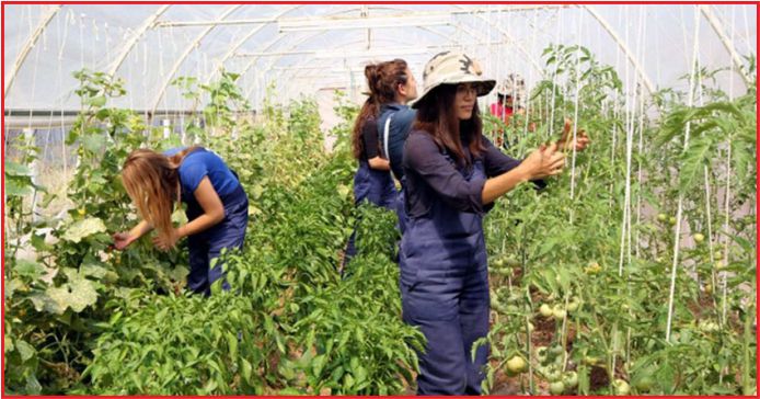 31 BİN GENÇ ÇİFTÇİYE HİBE DESTEĞİ