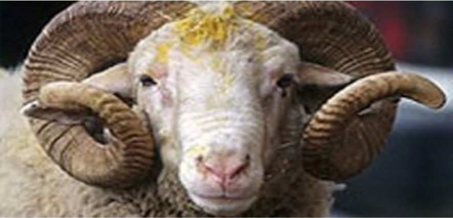 KURBAN ALACAKLAR BUNLARA DİKKAT