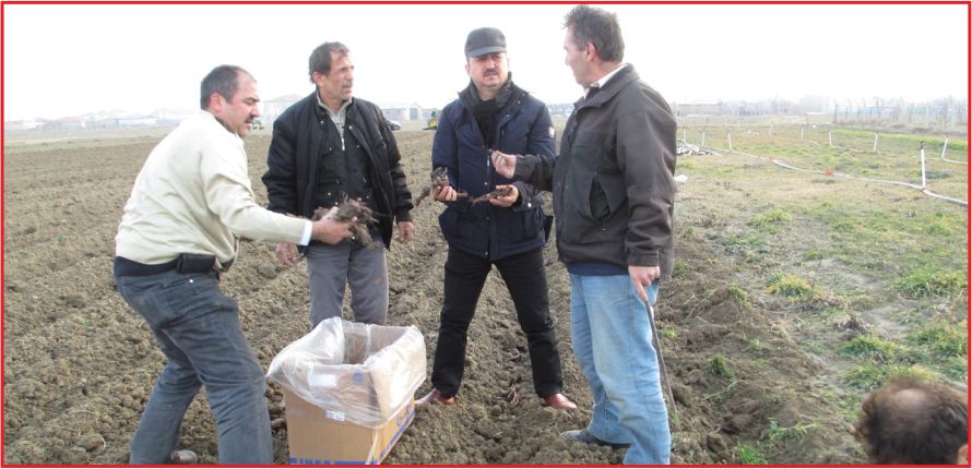 ŞAKAYIK ÇİÇEĞİ