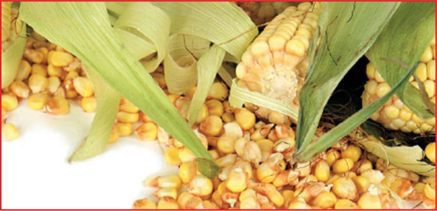 MISIR ÜRETİMİ 5,9 MİLYON TONA ULAŞTI