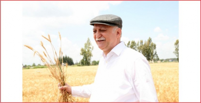 TZOB, BUĞDAY VE MISIR PRİM DESTEĞİ İSTEDİ