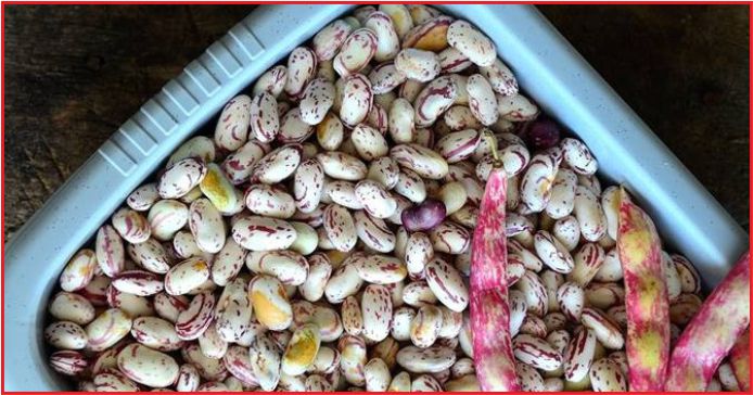 4 KURU BAKLAGİLİN İTHALATINDA GÜMRÜK VERGİSİ SIFIRLANDI