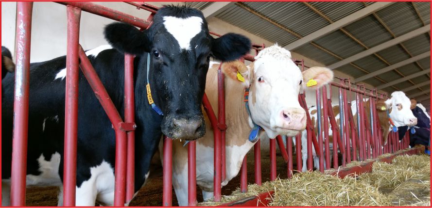 HELAL OLSUN DURU ÇİFTLİK  !