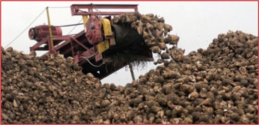 KILBASAN PANCAR ALIMINDA ZİRVEDE !