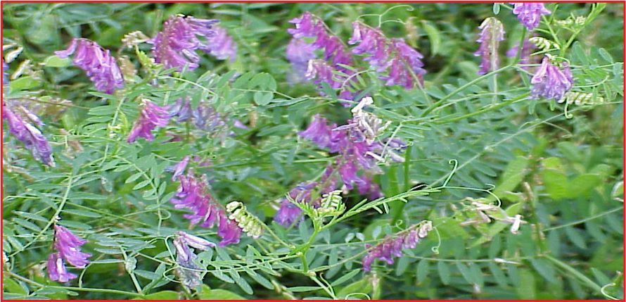 YEM BİTKİSİ EKİLİŞLERİ VE YEM BİTKİSİ DESTEĞİ