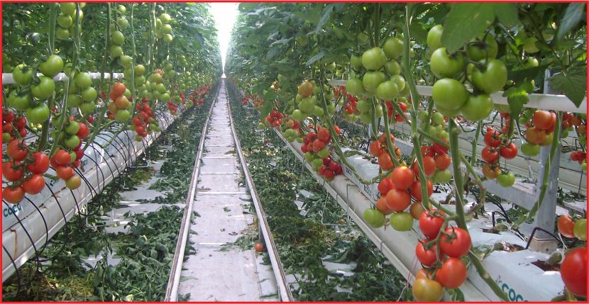 SALKIM DOMATESLER TÜKETİCİYLE BULUŞTU