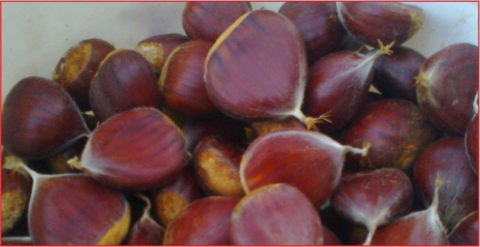 BAYIR KÖYÜNDE KESTANE ÜRETİMİ