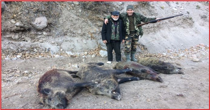 48 YABAN DOMUZU İTLAF EDİLDİ