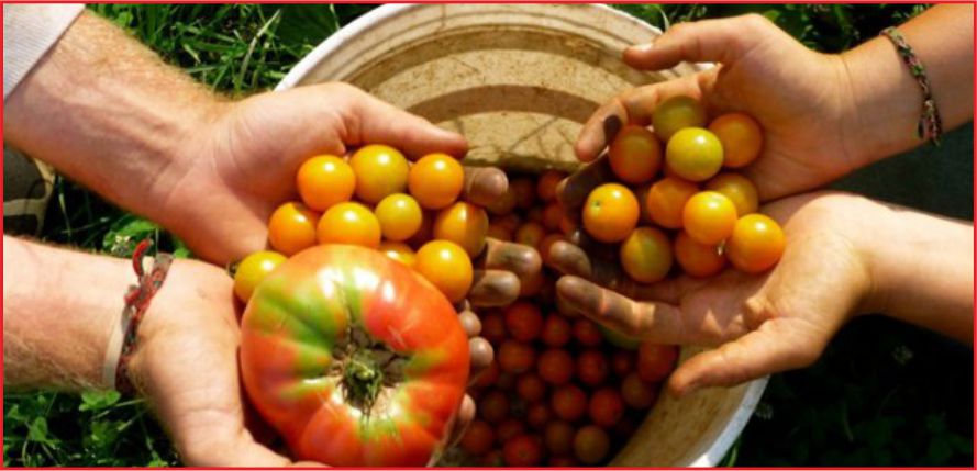 TOHUM DESTEKLERİNDE ‘ORİJİNAL’ DEĞİŞİKLİK !