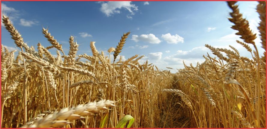 BUĞDAYDA REKOR BEKLENİYOR