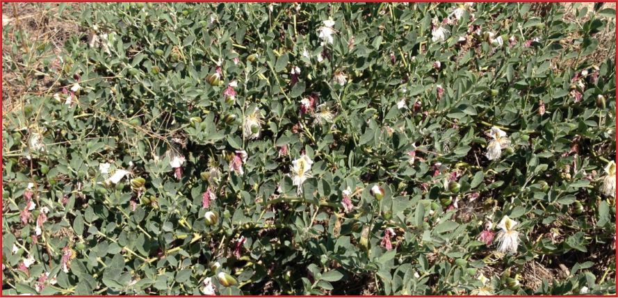 KARAMAN’DA KAPARİ