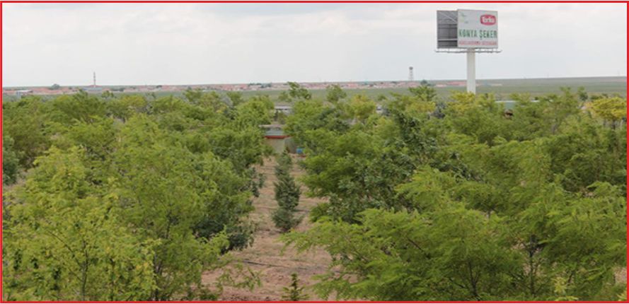 ŞEKER’DEN 12 MİLYON FİDAN