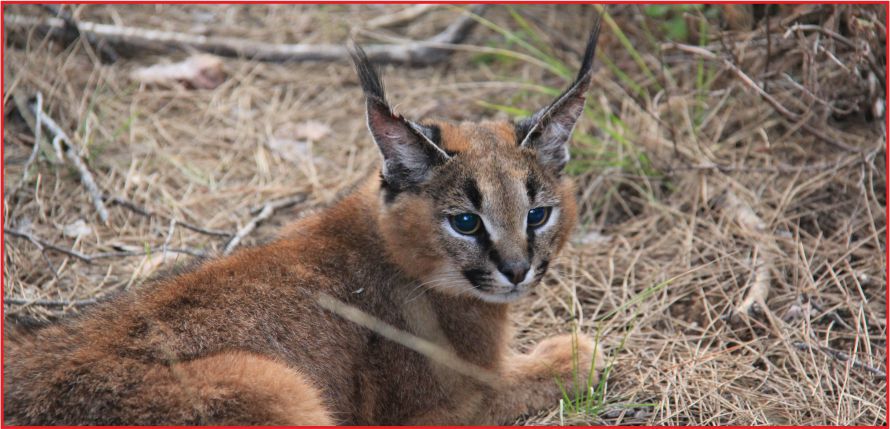 TÜRKİYE’DE İLK KEZ CANLI OLARAK YAKALANAN KARAKULAK GEN BANKASINA GİRDİ