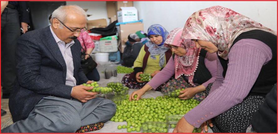 ELVAN ŞALVAR GİYDİ, ERİK PAKETLEDİ