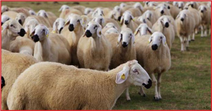 5 BÜYÜKBAŞ,25 KÜÇÜKBAŞ VERİLECEK