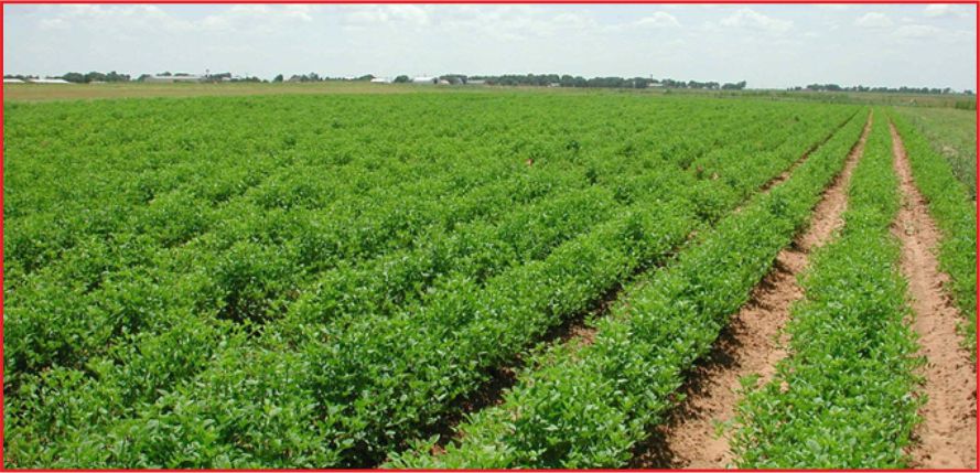 ORGANİK TARIM DESTEĞİ BAŞVURULARI BAŞLIYOR