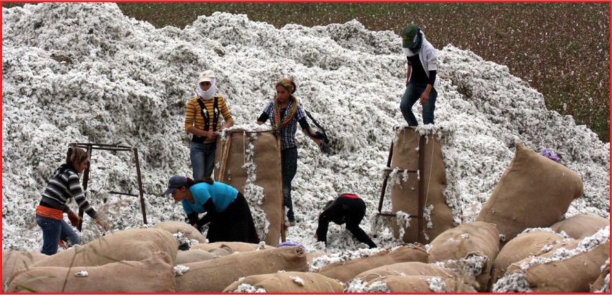 BEYAZ ALTIN PAMUKTA ÜRETİM İHTİYACA YETMİYOR