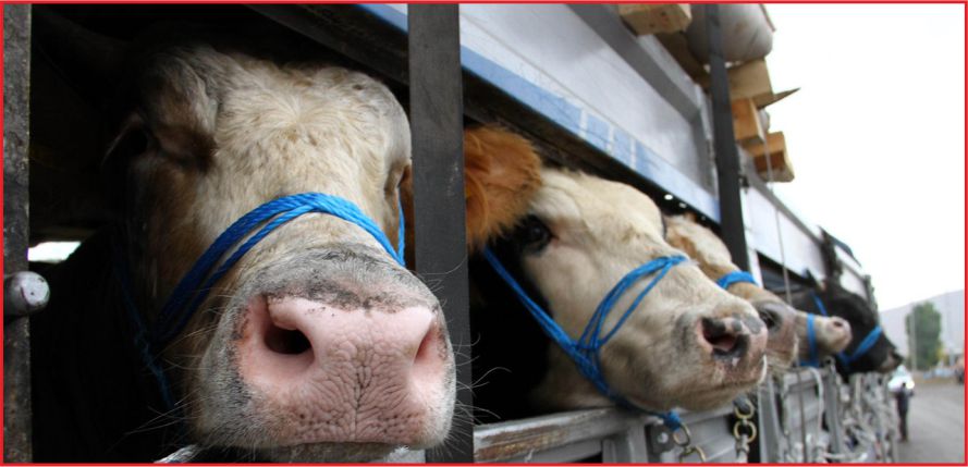 KURBAN SAYISI, ÜLKELERİN HAYVAN VARLIĞIYLA YARIŞIYOR