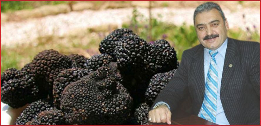 TRÜF MANTARI KARAMAN’A İDEAL!