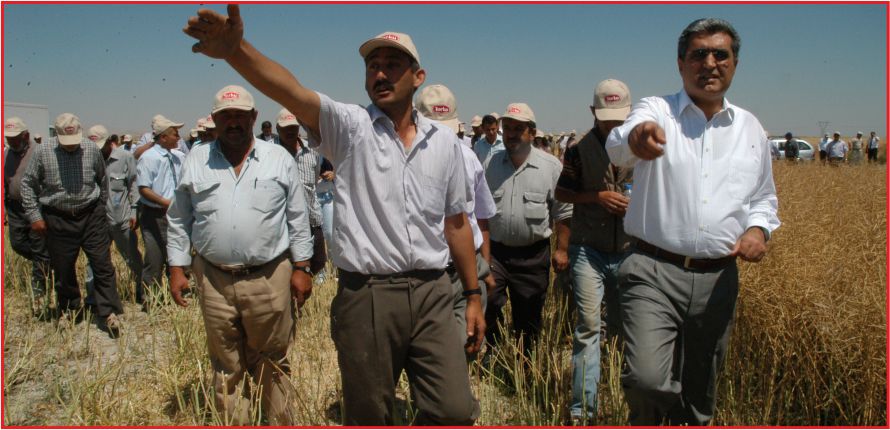 AYÇİÇEĞİ HASATTA DA ÇİÇEK AÇTI