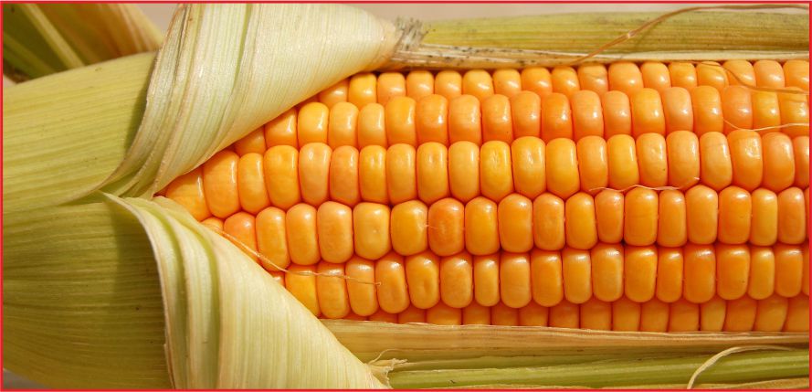 MISIR’IN TONU 735 LİRA