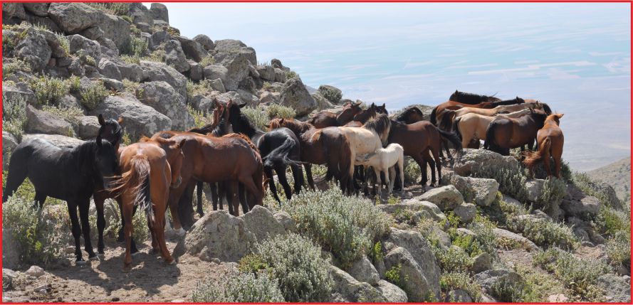 YILKI ATLARI EVLERİNE DÖNECEK !