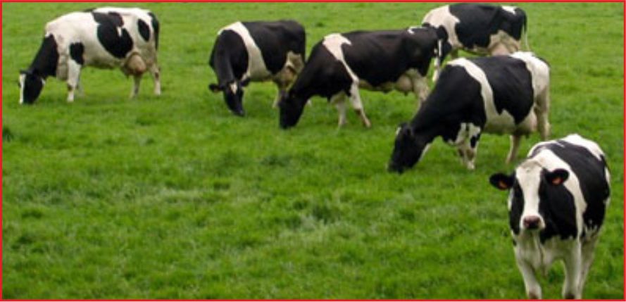 ORGANİK HAYVANCILIK DESTEKLERİ