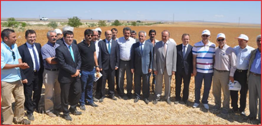 ASPİR HASADI YAPILDI