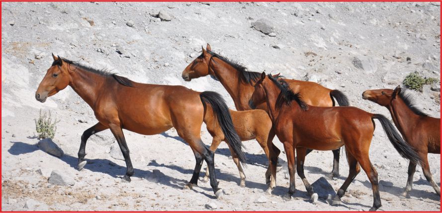 YILKI ATLARI KISIRLAŞTIRILIYOR