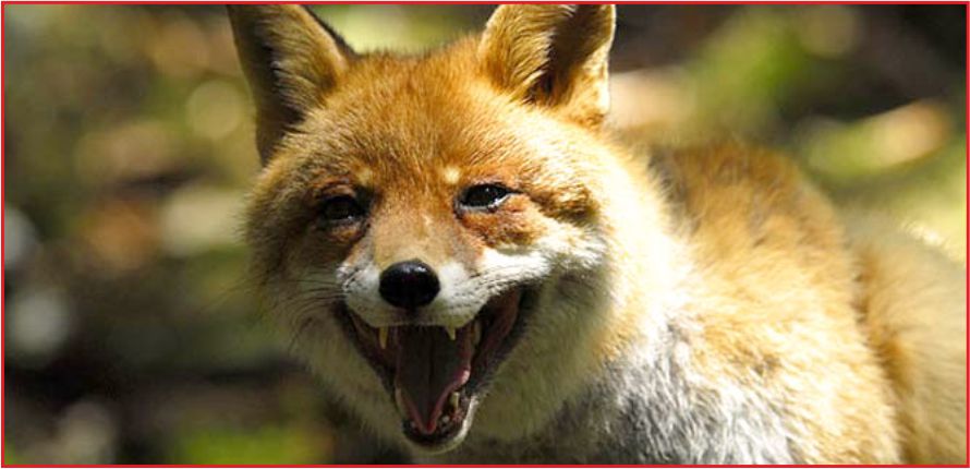 KARAMAN’DA KUDUZ VAR MI ?