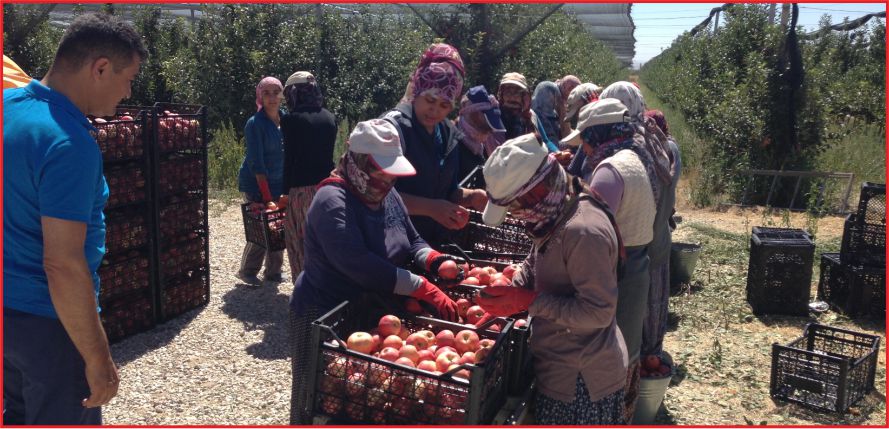 KARAMAN’DA ELMA HASADI DEVAM EDİYOR