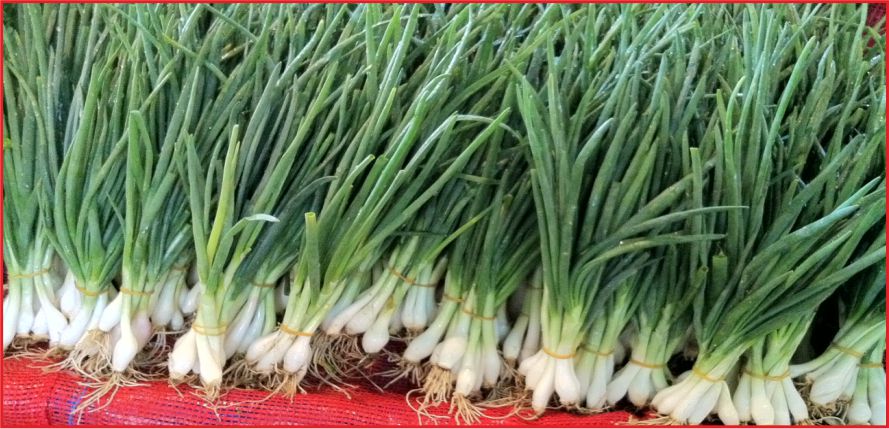 “KARAMAN TAZE SOĞANDA İLK SIRADA”