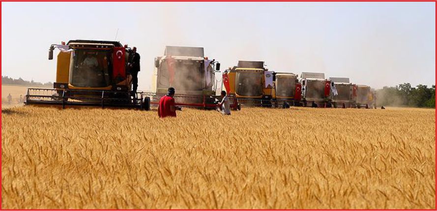 BUĞDAY ALIM FİYATI AÇIKLANDI
