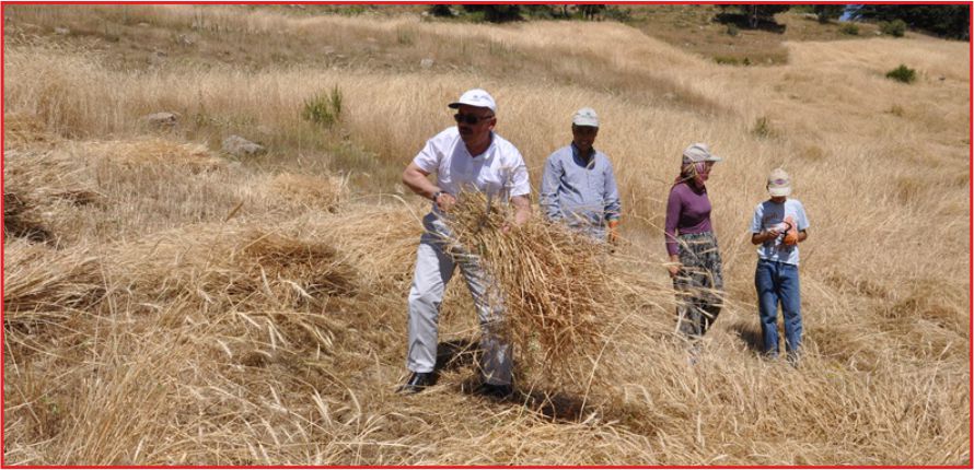 GEVNE ŞENLİĞİ RENKLİ GEÇTİ