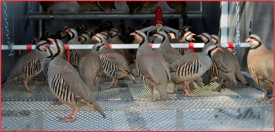 “DÜZ OVADA SÜNE AVLAYACAK”