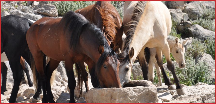 “BİN 500 TONLUK HAVUZ YAPACAĞIZ”