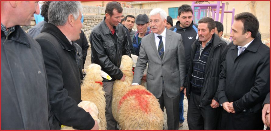 DAMIZLIK KOÇLAR SAHİPLERİNE TESLİM EDİLDİ